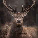 D11: Tuinposter Rendier met latjes