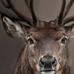 D03 Deco bordje Rendier no3