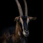 D25 Tuinposter "de geit met de lange horens"