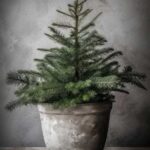 X22 de Dennenboom in pot