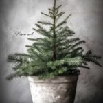 Winterposter de boom en de pot