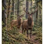C226 tuinposter de twee rendieren